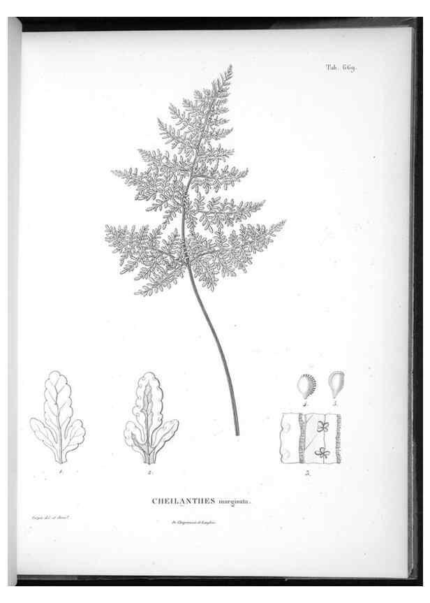 Reproducción/Reproduction 49556924787: Nova genera et species plantarum :. Antverpiae :Ex officina Christophori Plantini ...,1576.. 