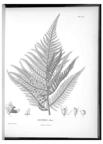 Reproducción/Reproduction 49556190873: Nova genera et species plantarum :. Antverpiae :Ex officina Christophori Plantini ...,1576.. 