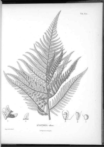 Reproducción/Reproduction 49556190873: Nova genera et species plantarum :. Antverpiae :Ex officina Christophori Plantini ...,1576.. 