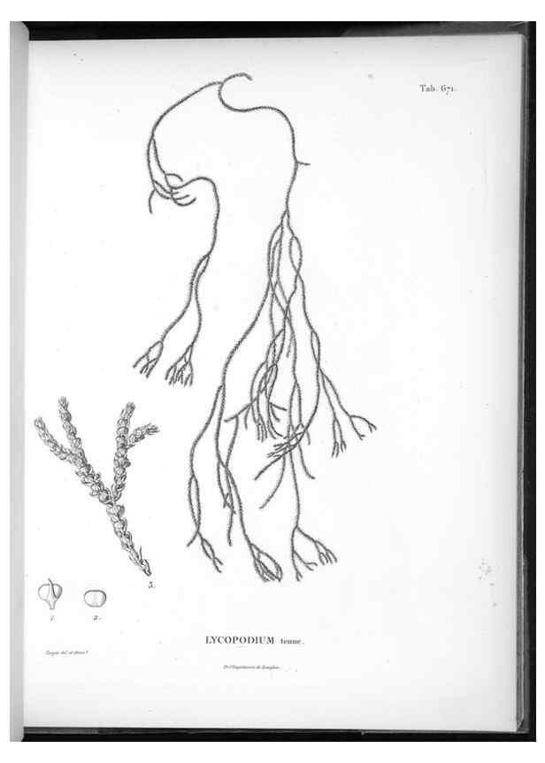 Reproducción/Reproduction 49556191178: Nova genera et species plantarum :. Antverpiae :Ex officina Christophori Plantini ...,1576.. 