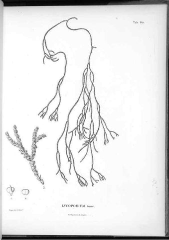 Reproducción/Reproduction 49556191178: Nova genera et species plantarum :. Antverpiae :Ex officina Christophori Plantini ...,1576.. 
