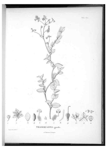 Reproducción/Reproduction 49556191443: Nova genera et species plantarum :. Antverpiae :Ex officina Christophori Plantini ...,1576.. 