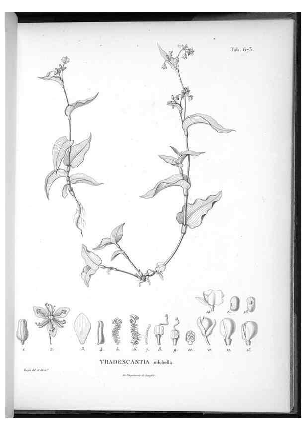 Reproducción/Reproduction 49556688201: Nova genera et species plantarum :. Antverpiae :Ex officina Christophori Plantini ...,1576.. 