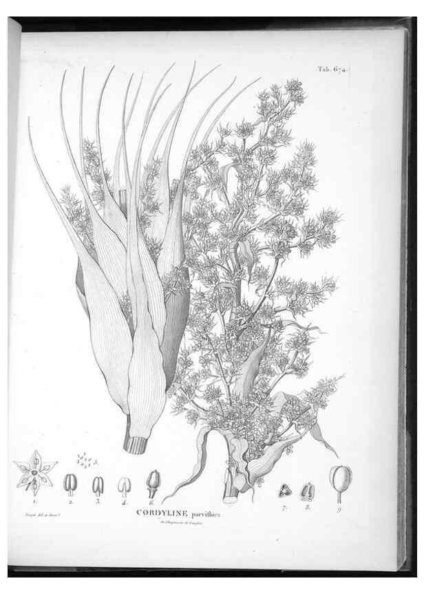 Reproducción/Reproduction 49556191993: Nova genera et species plantarum :. Antverpiae :Ex officina Christophori Plantini ...,1576.. 