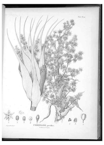 Reproducción/Reproduction 49556191993: Nova genera et species plantarum :. Antverpiae :Ex officina Christophori Plantini ...,1576.. 