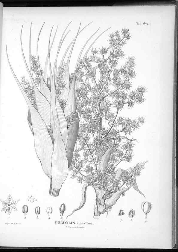 Reproducción/Reproduction 49556191993: Nova genera et species plantarum :. Antverpiae :Ex officina Christophori Plantini ...,1576.. 