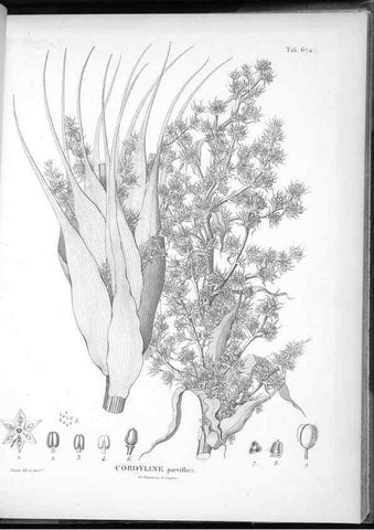 Reproducción/Reproduction 49556191993: Nova genera et species plantarum :. Antverpiae :Ex officina Christophori Plantini ...,1576.. 