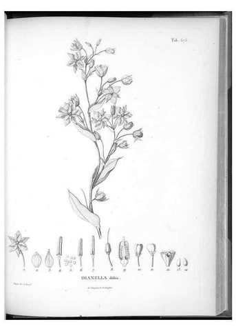 Reproducción/Reproduction 49556926567: Nova genera et species plantarum :. Antverpiae :Ex officina Christophori Plantini ...,1576.. 