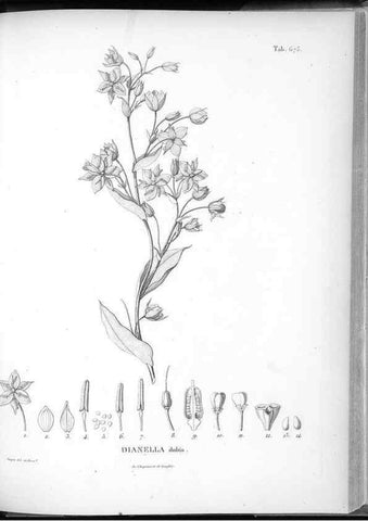 Reproducción/Reproduction 49556926567: Nova genera et species plantarum :. Antverpiae :Ex officina Christophori Plantini ...,1576.. 