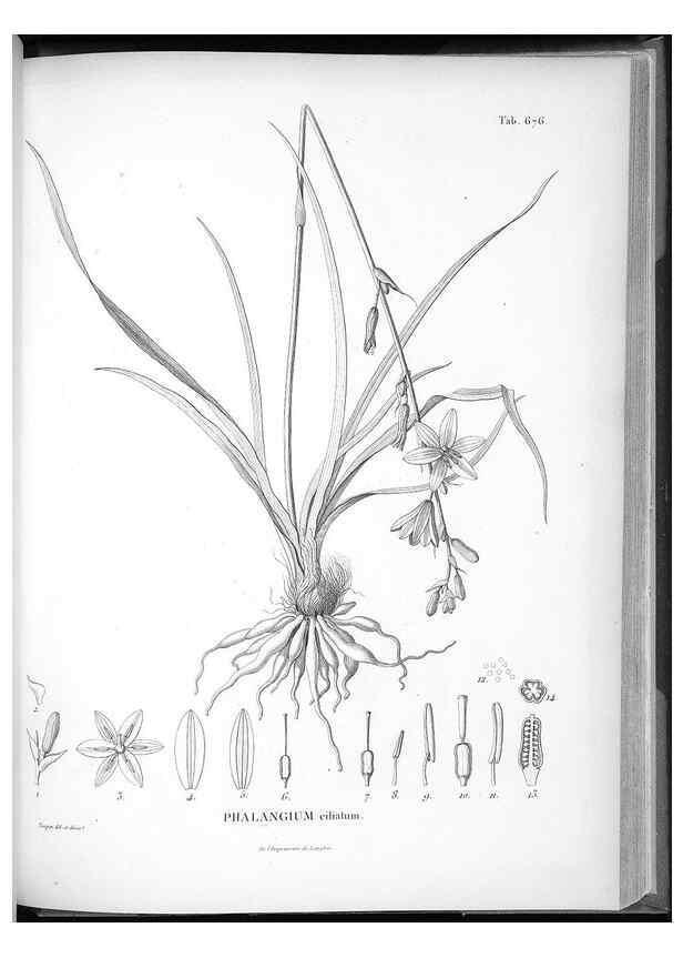 Reproducción/Reproduction 49556689011: Nova genera et species plantarum :. Antverpiae :Ex officina Christophori Plantini ...,1576.. 