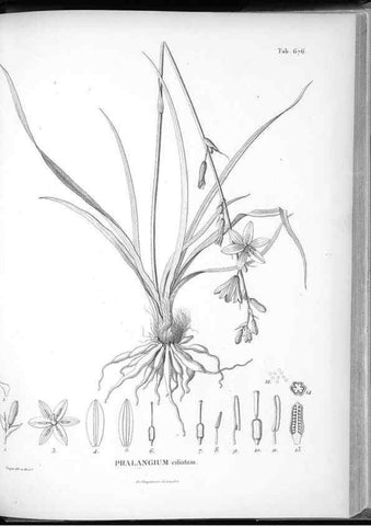 Reproducción/Reproduction 49556689011: Nova genera et species plantarum :. Antverpiae :Ex officina Christophori Plantini ...,1576.. 