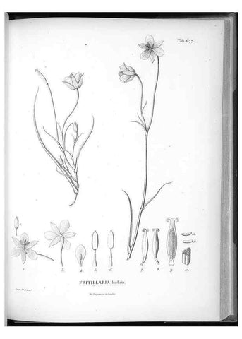 Reproducción/Reproduction 49556192653: Nova genera et species plantarum :. Antverpiae :Ex officina Christophori Plantini ...,1576.. 