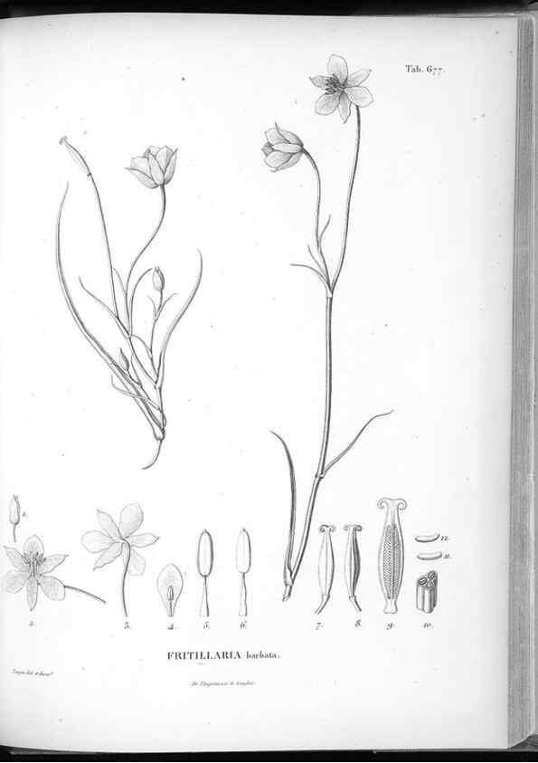 Reproducción/Reproduction 49556192653: Nova genera et species plantarum :. Antverpiae :Ex officina Christophori Plantini ...,1576.. 