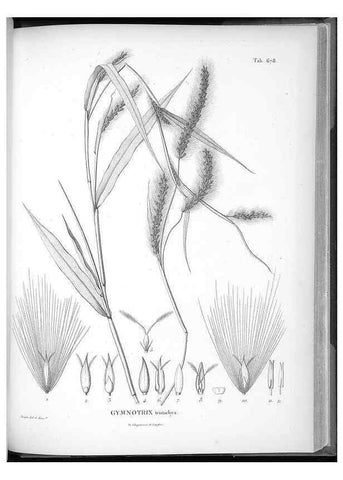 Reproducción/Reproduction 49556689561: Nova genera et species plantarum :. Antverpiae :Ex officina Christophori Plantini ...,1576.. 
