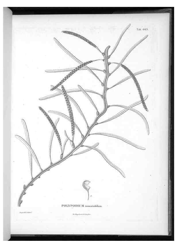 Reproducción/Reproduction 49556922792: Nova genera et species plantarum :. Antverpiae :Ex officina Christophori Plantini ...,1576.. 