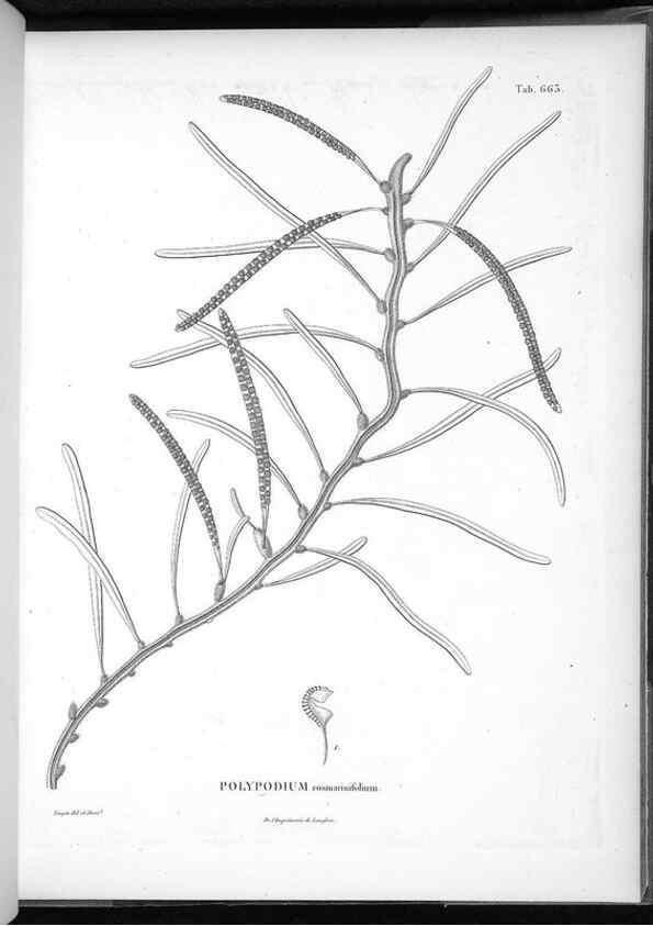 Reproducción/Reproduction 49556922792: Nova genera et species plantarum :. Antverpiae :Ex officina Christophori Plantini ...,1576.. 