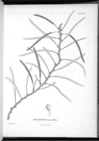 Reproducción/Reproduction 49556922792: Nova genera et species plantarum :. Antverpiae :Ex officina Christophori Plantini ...,1576.. 