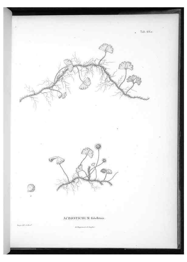 Reproducción/Reproduction 49556188408: Nova genera et species plantarum :. Antverpiae :Ex officina Christophori Plantini ...,1576.. 