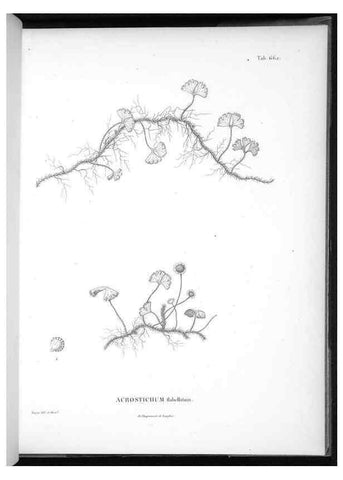 Reproducción/Reproduction 49556188408: Nova genera et species plantarum :. Antverpiae :Ex officina Christophori Plantini ...,1576.. 