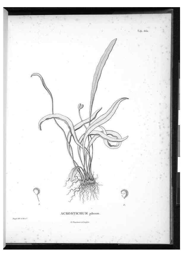 Reproducción/Reproduction 49556922347: Nova genera et species plantarum :. Antverpiae :Ex officina Christophori Plantini ...,1576.. 