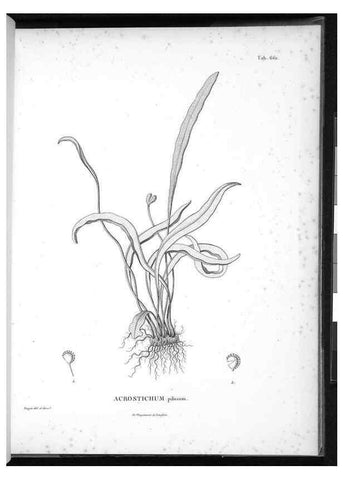 Reproducción/Reproduction 49556922347: Nova genera et species plantarum :. Antverpiae :Ex officina Christophori Plantini ...,1576.. 