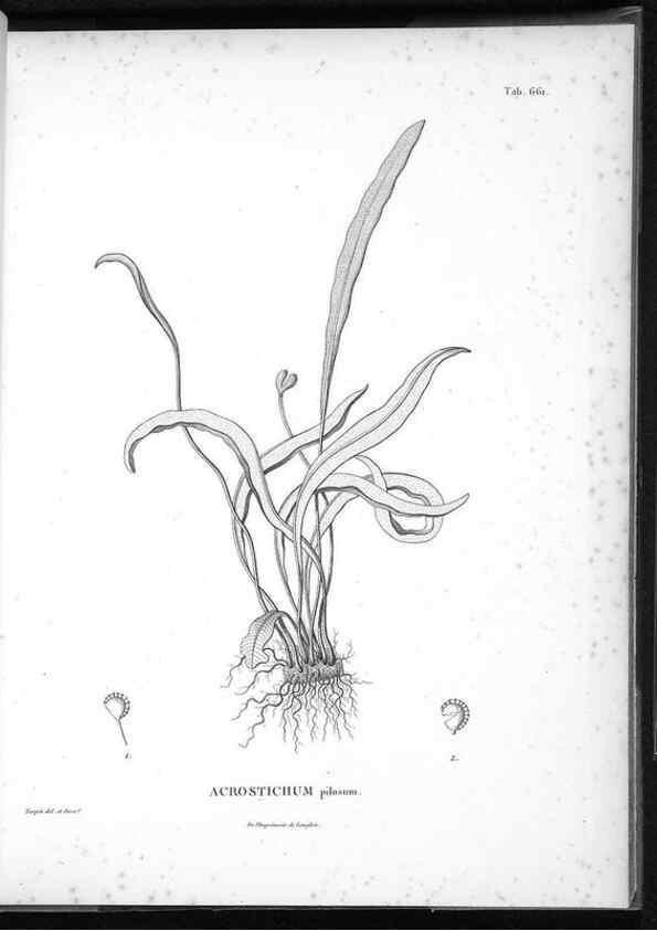 Reproducción/Reproduction 49556922347: Nova genera et species plantarum :. Antverpiae :Ex officina Christophori Plantini ...,1576.. 