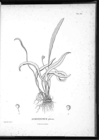 Reproducción/Reproduction 49556922347: Nova genera et species plantarum :. Antverpiae :Ex officina Christophori Plantini ...,1576.. 