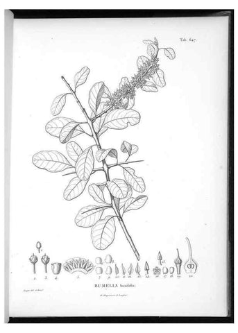 Reproducción/Reproduction 49556680741: Nova genera et species plantarum :. Antverpiae :Ex officina Christophori Plantini ...,1576.. 