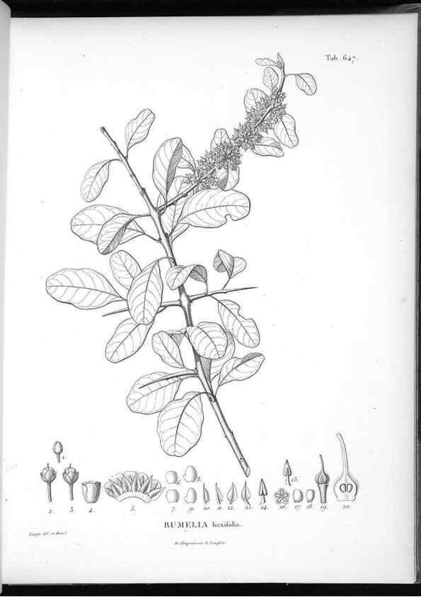 Reproducción/Reproduction 49556680741: Nova genera et species plantarum :. Antverpiae :Ex officina Christophori Plantini ...,1576.. 