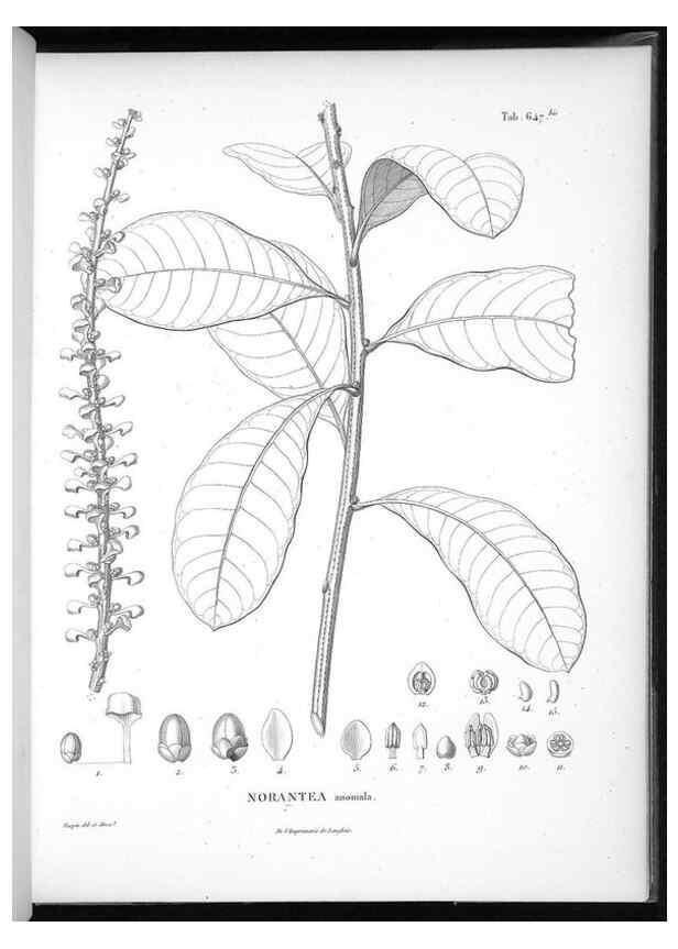 Reproducción/Reproduction 49556184248: Nova genera et species plantarum :. Antverpiae :Ex officina Christophori Plantini ...,1576.. 