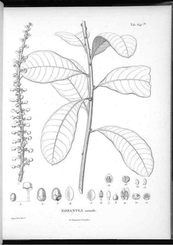 Reproducción/Reproduction 49556184248: Nova genera et species plantarum :. Antverpiae :Ex officina Christophori Plantini ...,1576.. 