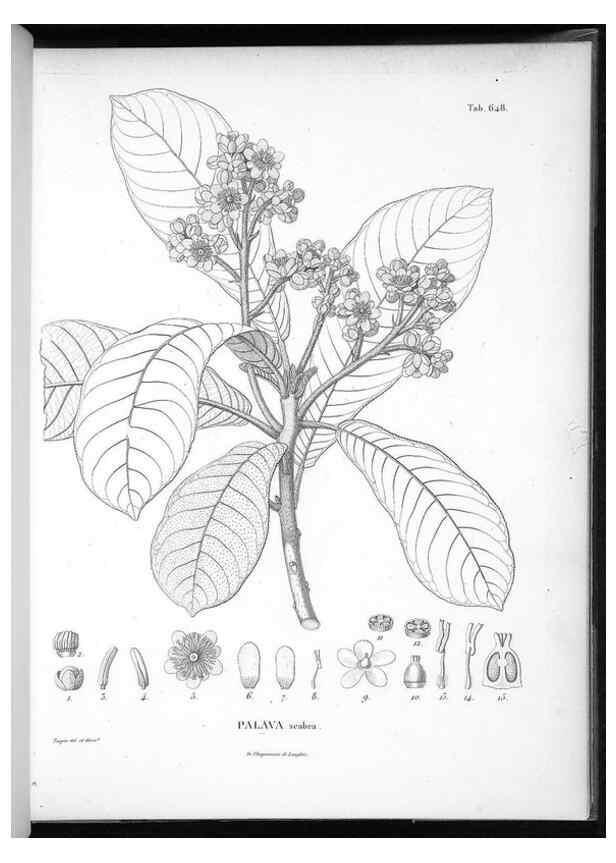 Reproducción/Reproduction 49556918722: Nova genera et species plantarum :. Antverpiae :Ex officina Christophori Plantini ...,1576.. 