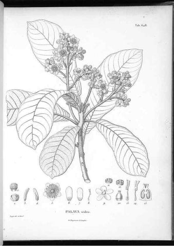 Reproducción/Reproduction 49556918722: Nova genera et species plantarum :. Antverpiae :Ex officina Christophori Plantini ...,1576.. 