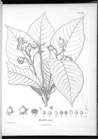 Reproducción/Reproduction 49556681396: Nova genera et species plantarum :. Antverpiae :Ex officina Christophori Plantini ...,1576.. 