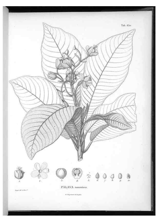 Reproducción/Reproduction 49556681566: Nova genera et species plantarum :. Antverpiae :Ex officina Christophori Plantini ...,1576.. 
