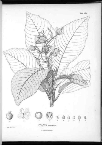 Reproducción/Reproduction 49556681566: Nova genera et species plantarum :. Antverpiae :Ex officina Christophori Plantini ...,1576.. 