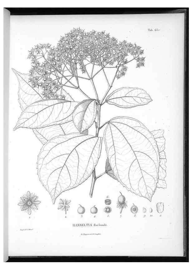 Reproducción/Reproduction 49556185123: Nova genera et species plantarum :. Antverpiae :Ex officina Christophori Plantini ...,1576.. 