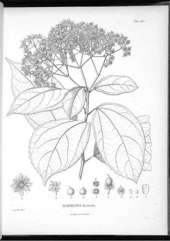 Reproducción/Reproduction 49556185123: Nova genera et species plantarum :. Antverpiae :Ex officina Christophori Plantini ...,1576.. 