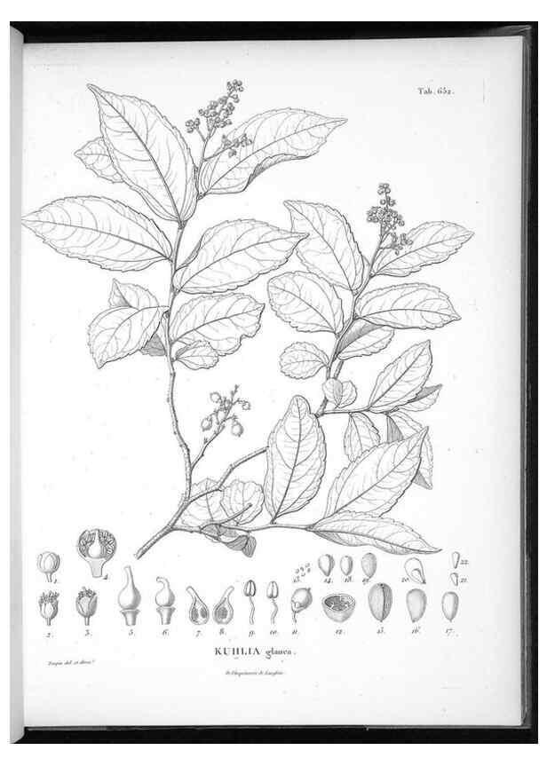 Reproducción/Reproduction 49556681916: Nova genera et species plantarum :. Antverpiae :Ex officina Christophori Plantini ...,1576.. 