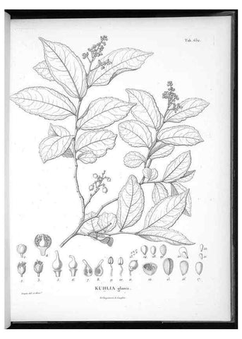 Reproducción/Reproduction 49556681916: Nova genera et species plantarum :. Antverpiae :Ex officina Christophori Plantini ...,1576.. 