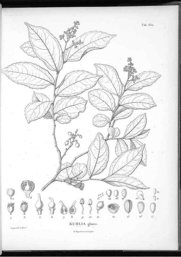 Reproducción/Reproduction 49556681916: Nova genera et species plantarum :. Antverpiae :Ex officina Christophori Plantini ...,1576.. 
