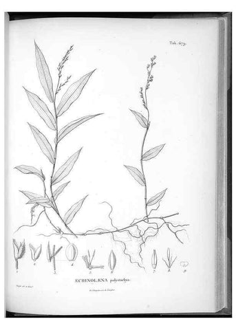 Reproducción/Reproduction 49556193168: Nova genera et species plantarum :. Antverpiae :Ex officina Christophori Plantini ...,1576.. 