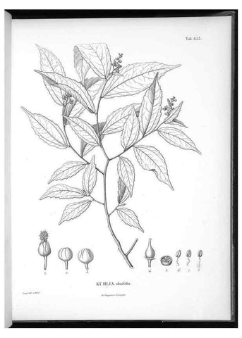 Reproducción/Reproduction 49556185583: Nova genera et species plantarum :. Antverpiae :Ex officina Christophori Plantini ...,1576.. 