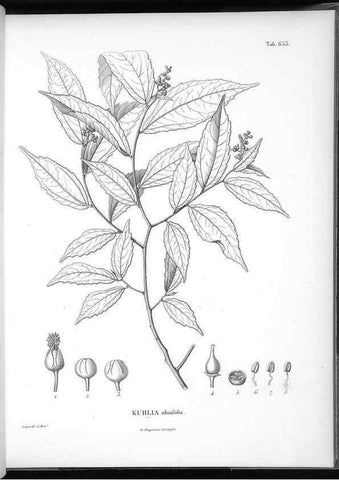 Reproducción/Reproduction 49556185583: Nova genera et species plantarum :. Antverpiae :Ex officina Christophori Plantini ...,1576.. 