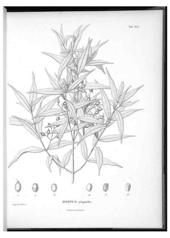 Reproducción/Reproduction 49556186618: Nova genera et species plantarum :. Antverpiae :Ex officina Christophori Plantini ...,1576.. 