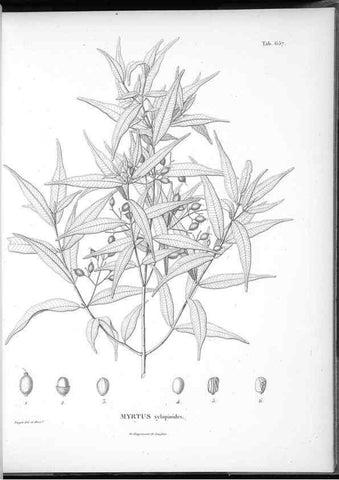 Reproducción/Reproduction 49556186618: Nova genera et species plantarum :. Antverpiae :Ex officina Christophori Plantini ...,1576.. 