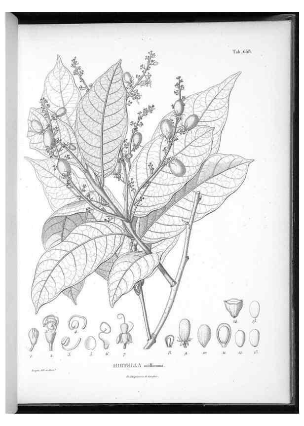 Reproducción/Reproduction 49556683231: Nova genera et species plantarum :. Antverpiae :Ex officina Christophori Plantini ...,1576.. 