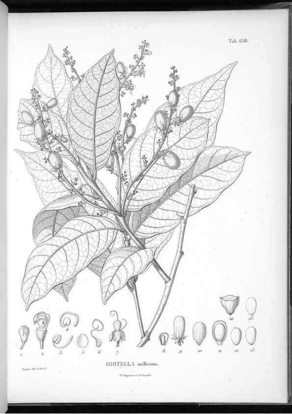 Reproducción/Reproduction 49556683231: Nova genera et species plantarum :. Antverpiae :Ex officina Christophori Plantini ...,1576.. 