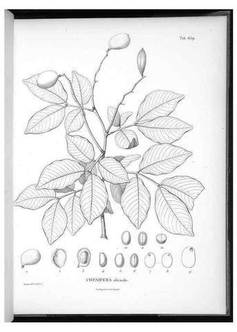 Reproducción/Reproduction 49556683461: Nova genera et species plantarum :. Antverpiae :Ex officina Christophori Plantini ...,1576.. 