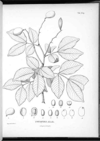 Reproducción/Reproduction 49556683461: Nova genera et species plantarum :. Antverpiae :Ex officina Christophori Plantini ...,1576.. 